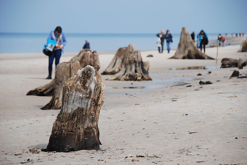 Prehistoryczny las sprzed 3 tysięcy lat na plaży w Rowach